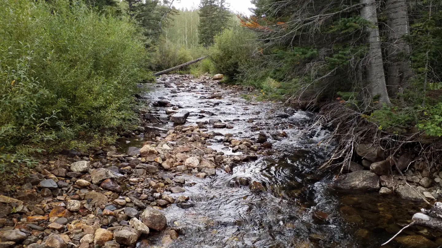 Willow Campground (WY)