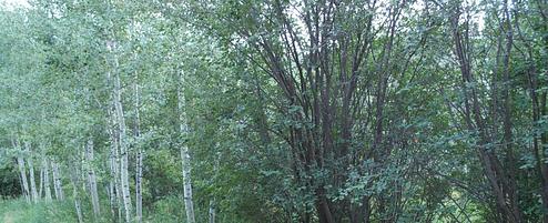 North Fork Campground