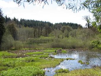 Brown Creek pond loop trail