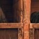 Stable/horse stalls with horses visible — demonstrates working ranch facilities and horse boarding/training services referenced on the site (used on site feature image).