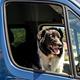 2016 Sprinter - Family & pet adventure van!