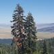 Yuba Pass 
