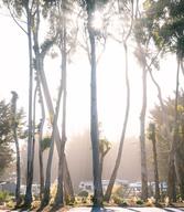 Costanoa