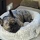 Your Home on Wheels! Furry friend approved!