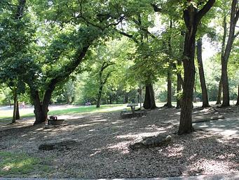 Central Group Campground showing picnic table, trees, grass and open space.