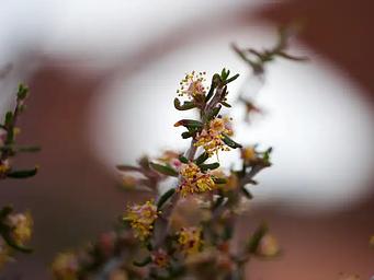 Narrowleaf Mountain Mahogany Flower