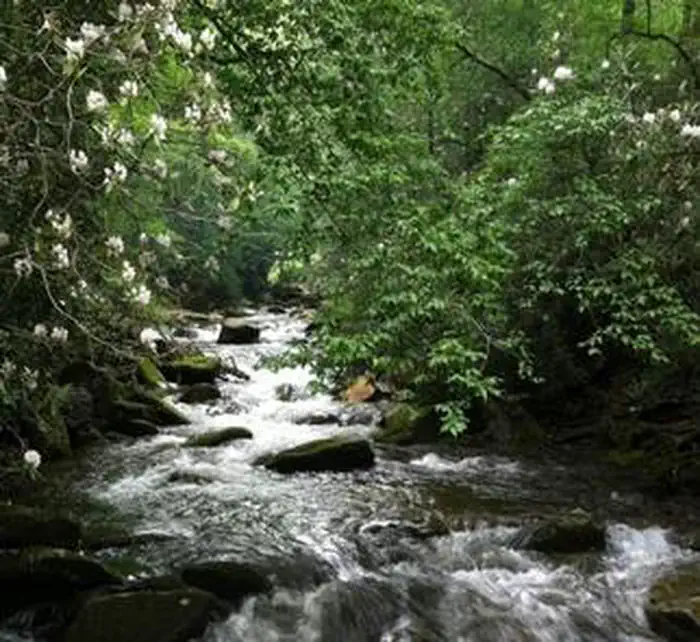 Curtis Creek Campground (NC)