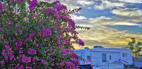 A rv is parked next to a tree with purple flowers.