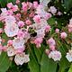 Mountain Laurel