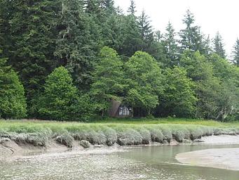 Mallard Slough Cabin surrounded by trees