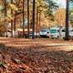 Ground-level shot of multiple RV sites among tall pine trees with picnic tables and vehicles — useful for showing campsite layout and shade (homepage background/’Book Now’ image).