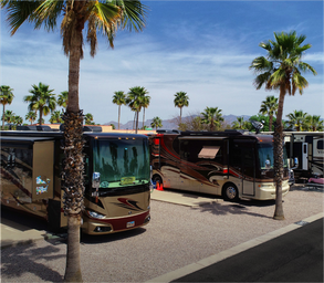 Row of motorhomes on paved RV pads with palm trees — clear depiction of RV sites and typical accommodations at the resort.