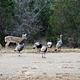 LOFERS BEND WEST - TURKEYS