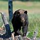 Black bear walks on a downed log