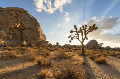 desert.PNG