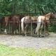 Horses corralled at Cataloochee Horse Camp preview