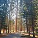 Beautiful Tall Conifers At Almanor South Campground