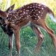 A deer fawn in the park