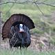 Turkey Near Cades Cove