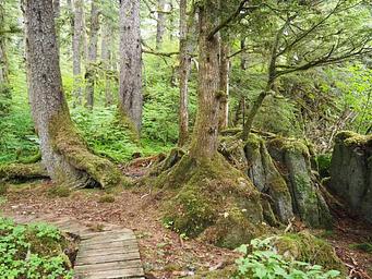 Wooden plank walkway curving away from trees and bushes