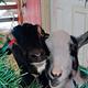 Embrace Adventure--Charming Maine Farm Rental