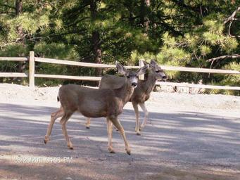 Campground image 4