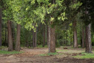 Forest Lodge Campground and RV