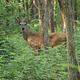 Anderson Road Campground Wildlife 