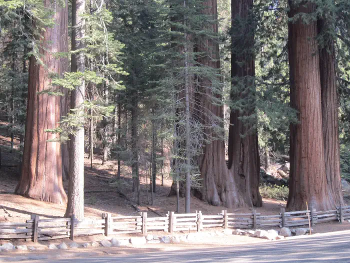 Dorst Creek Campground-sequoia and Kings Canyon National Park