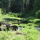 Stream, bushes and grasses in partial sun with conifer forest in background.