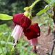flower at Hemlock Lake 