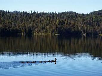 Ducks on Sage Hen Reservoir