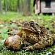 Camp Misty Mount in Fall, American toad next to an acorn, in the background a cabin out of focus.
