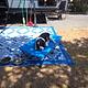 Surveyor 247BH Dog Friendly + Bunkhouse + Island