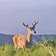White Tail Deer Near Cades_Cove