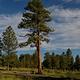 Campground that has a good number of conifers and grassy meadows.