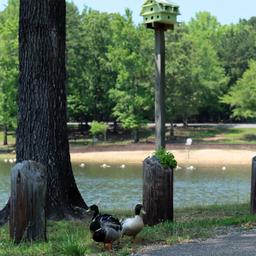 Foreground ducks with lake and shoreline in background, plus a birdhouse on a post — charming on-site wildlife and shoreline detail that supports the park’s lakefront character.
