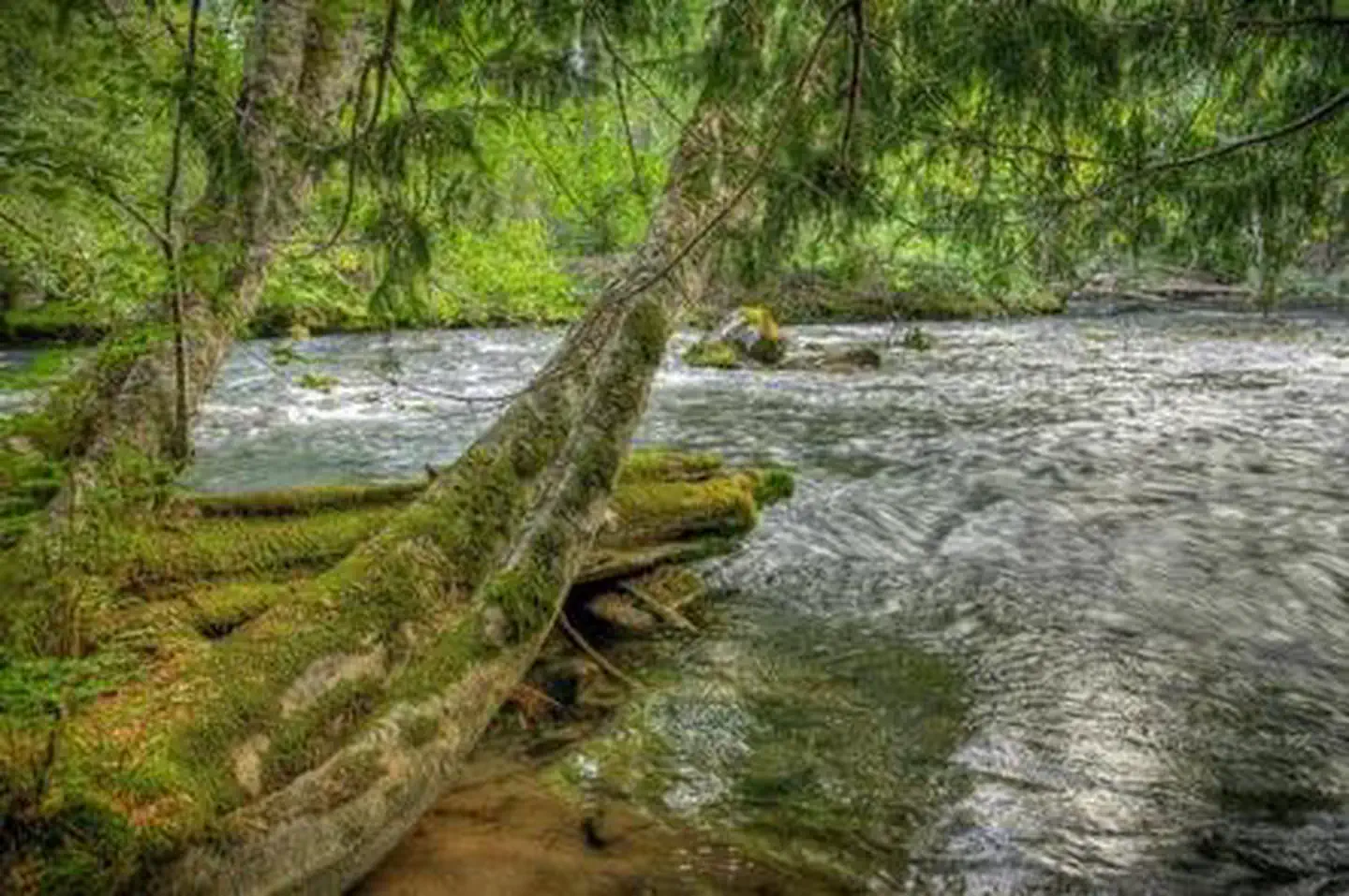 Adams Fork Campground