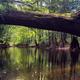 A fallen cypress tree spans Cedar Creek in Congaree National Park