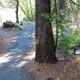 Paved trail at Tyee Campground.