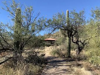Sabino Canyon Recreation Area Cactus Ramada 2