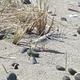 Piping Plover