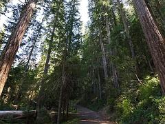 Trees in the campground