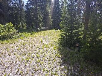 Threemile Campground Campsite 9 Entrance with grassy area, trees, and picnic table