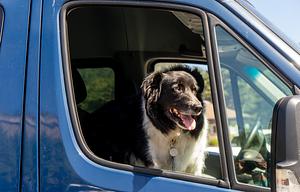 2016 Sprinter - Family & pet adventure van!