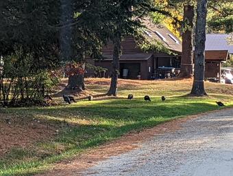 Photograph of campground buildings and grassy common area with geese and a dirt road — taken on-site (used on the homepage) and shows site layout and surroundings.