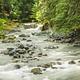 Ohanapecosh River, Mt Rainier NP