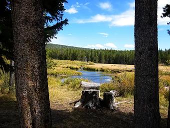View between two trees of a river.