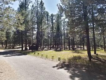 An image of pine trees near a paved road with clear blue skies.