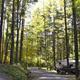 Roadway through tall trees with an RV visible at a pull-through site — illustrates campground roads, tree cover and RV accommodation style on the grounds.